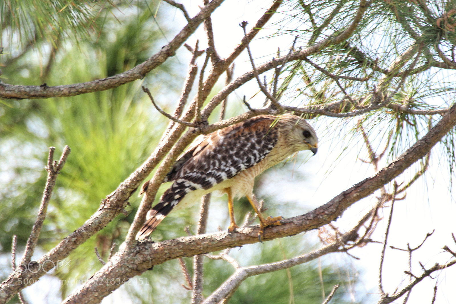 Canon EOS 1200D (EOS Rebel T5 / EOS Kiss X70 / EOS Hi) sample photo. Hawk photography