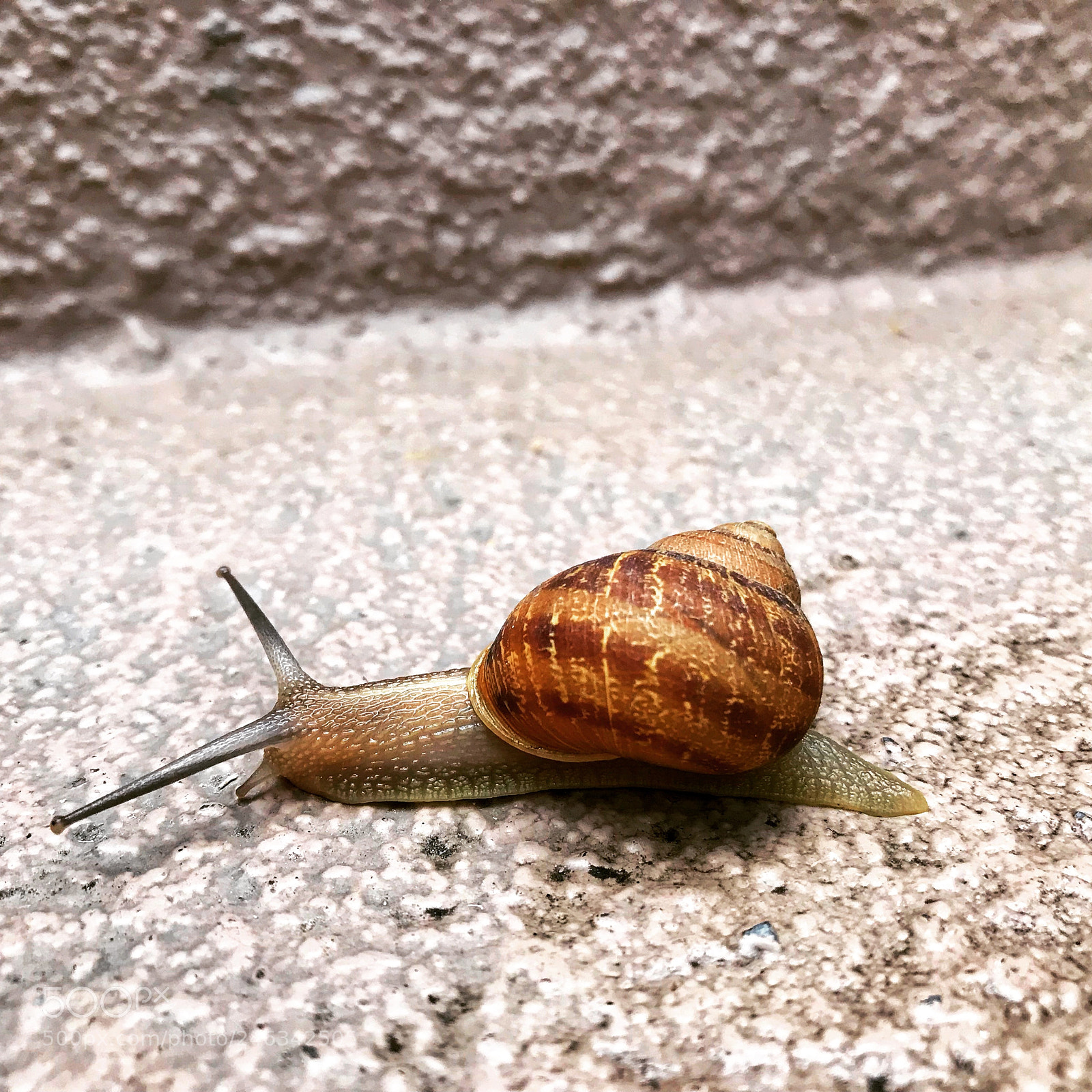 Apple iPhone 7 Plus sample photo. My new friend. kinda photography