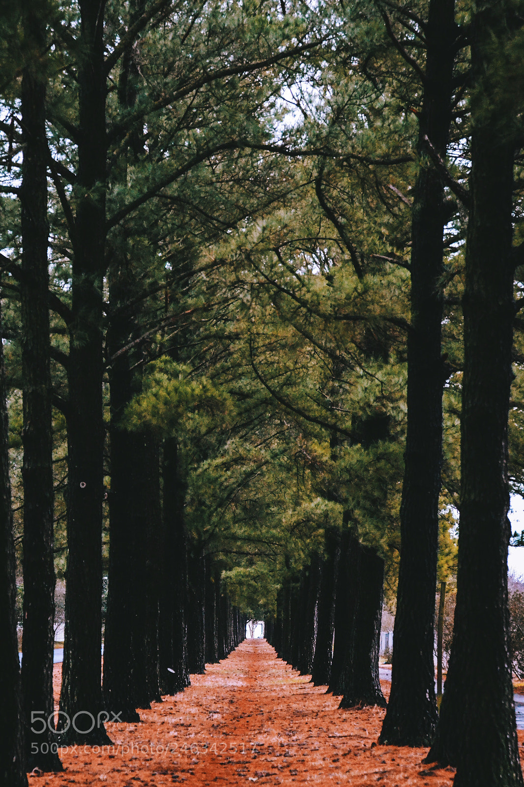 Nikon D3100 sample photo. Vanishing points in nature. photography