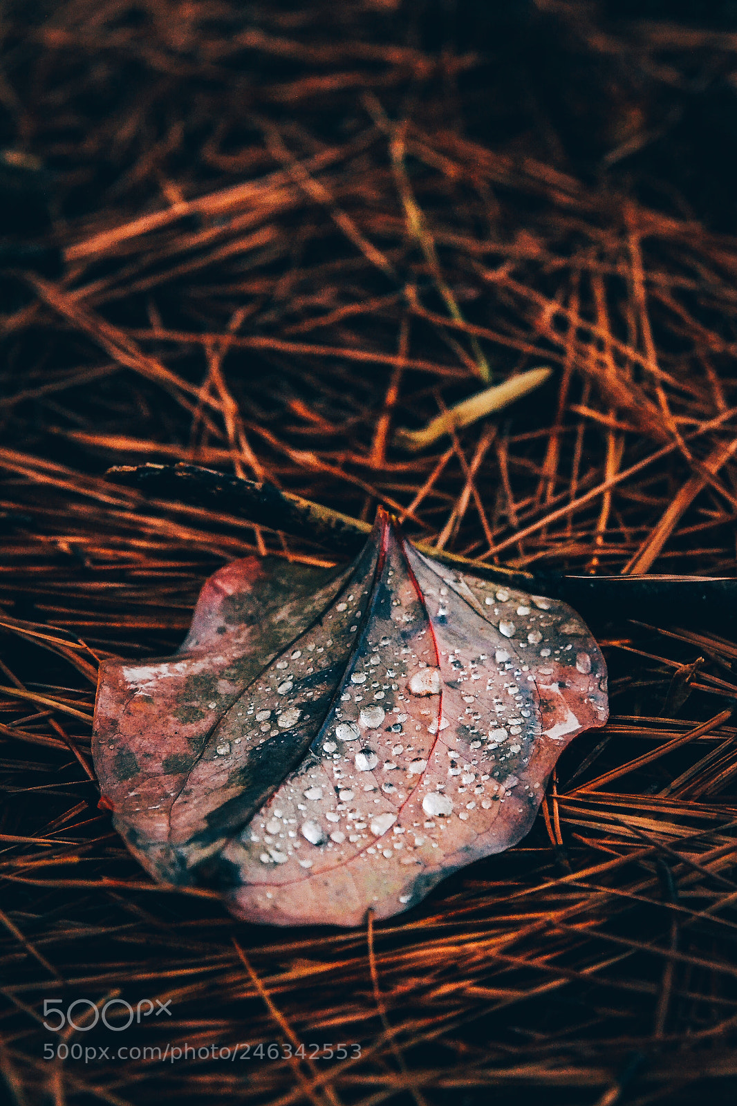 Nikon D3100 sample photo. It s the little photography