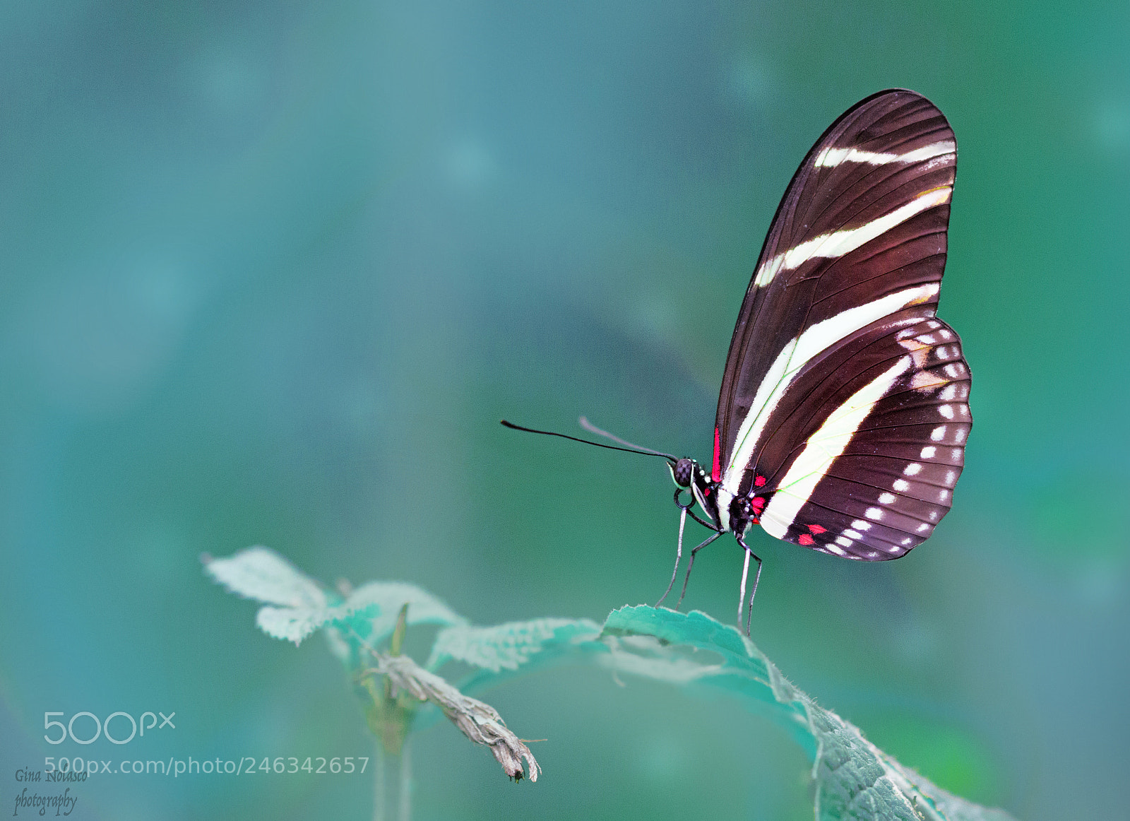 Nikon D3200 sample photo. Zebra longwing butterfly photography