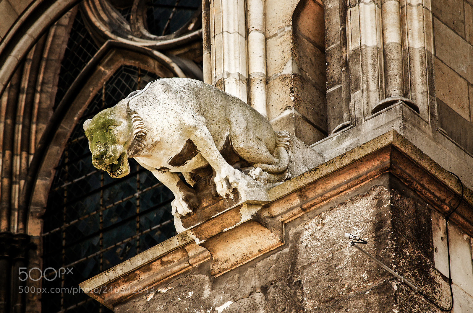 Nikon D300 sample photo. Gargoyle of reims photography