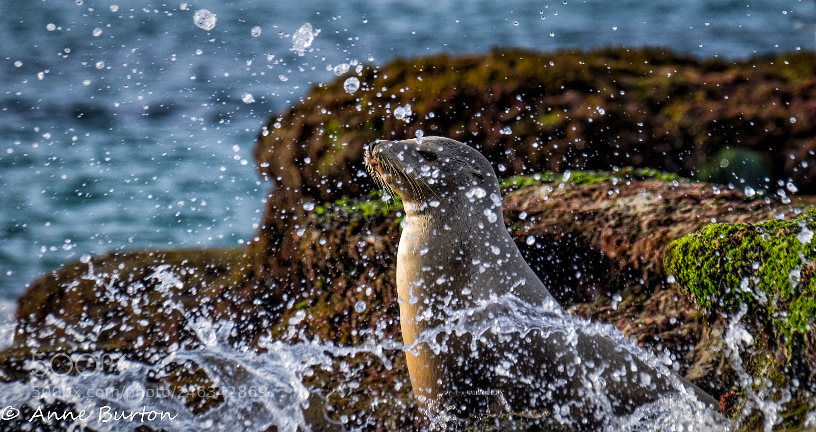 Fujifilm X-T1 sample photo. Seal shower photography