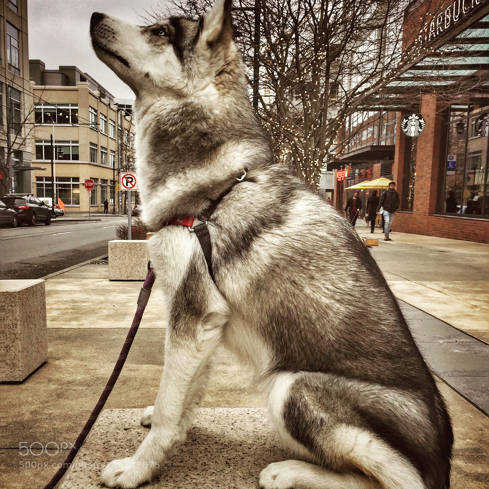 Apple iPhone 6 sample photo. The year of dog photography