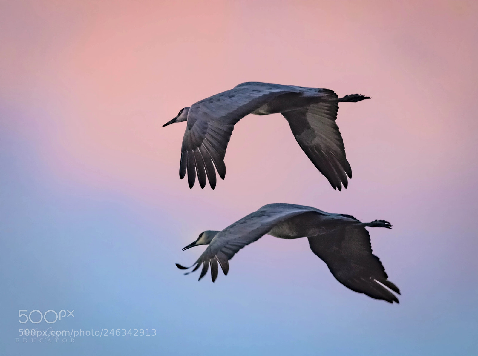 Nikon D850 sample photo. Flyin' in the twilight photography