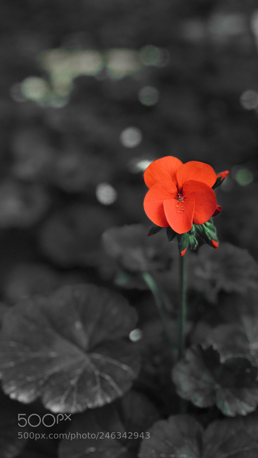 Apple iPhone 7 Plus sample photo. Just flower.. photography
