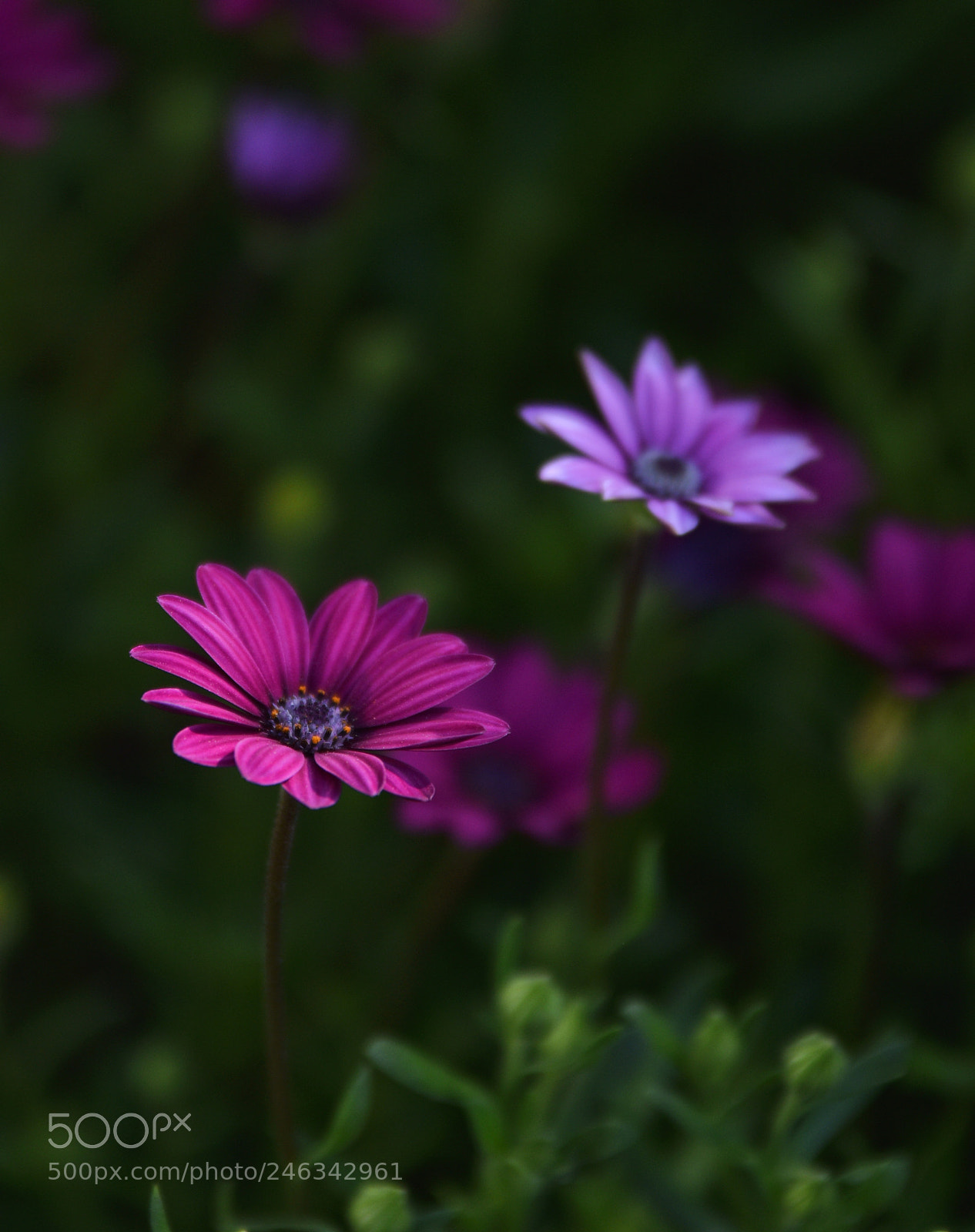 Nikon D810 sample photo. Daisy 3 photography