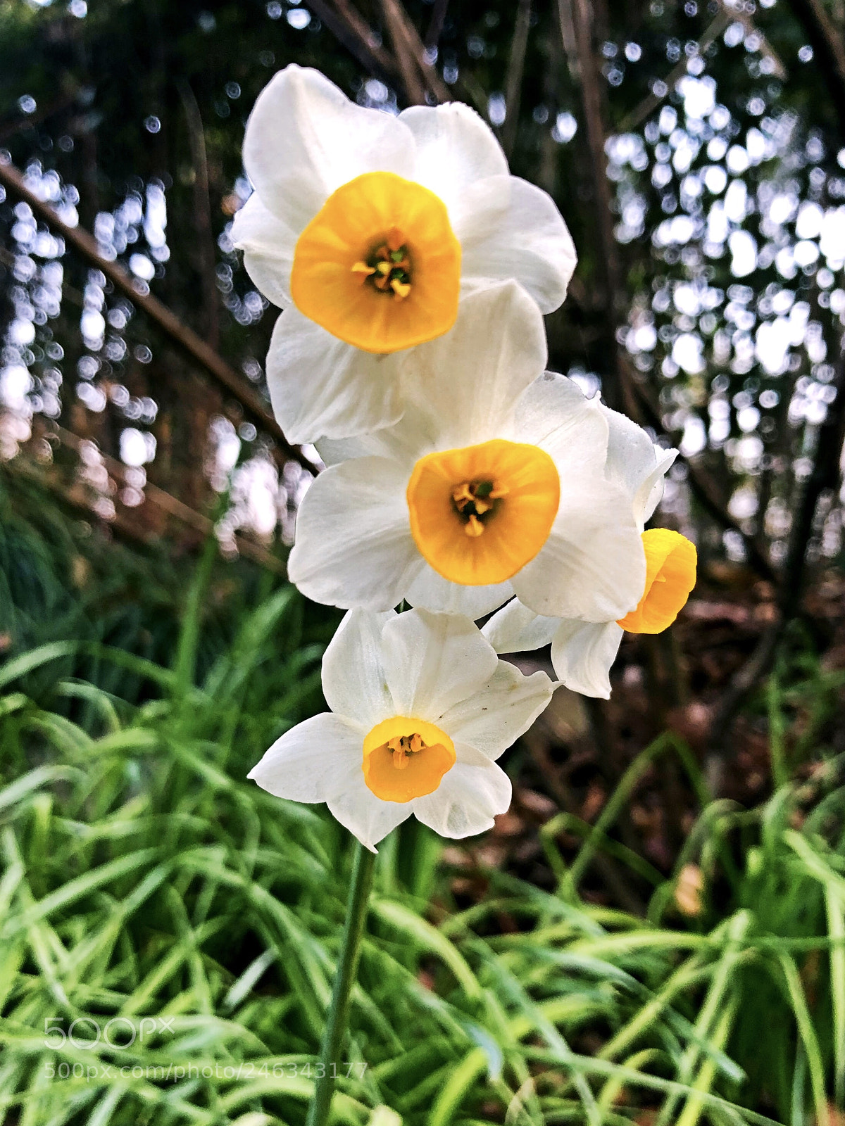 Apple iPhone X sample photo. 仙风道骨今谁有? photography