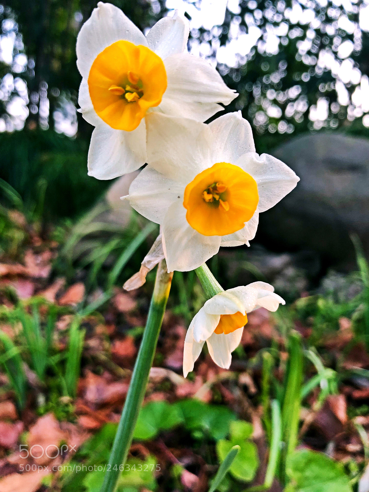 Apple iPhone X sample photo. Untitled photography