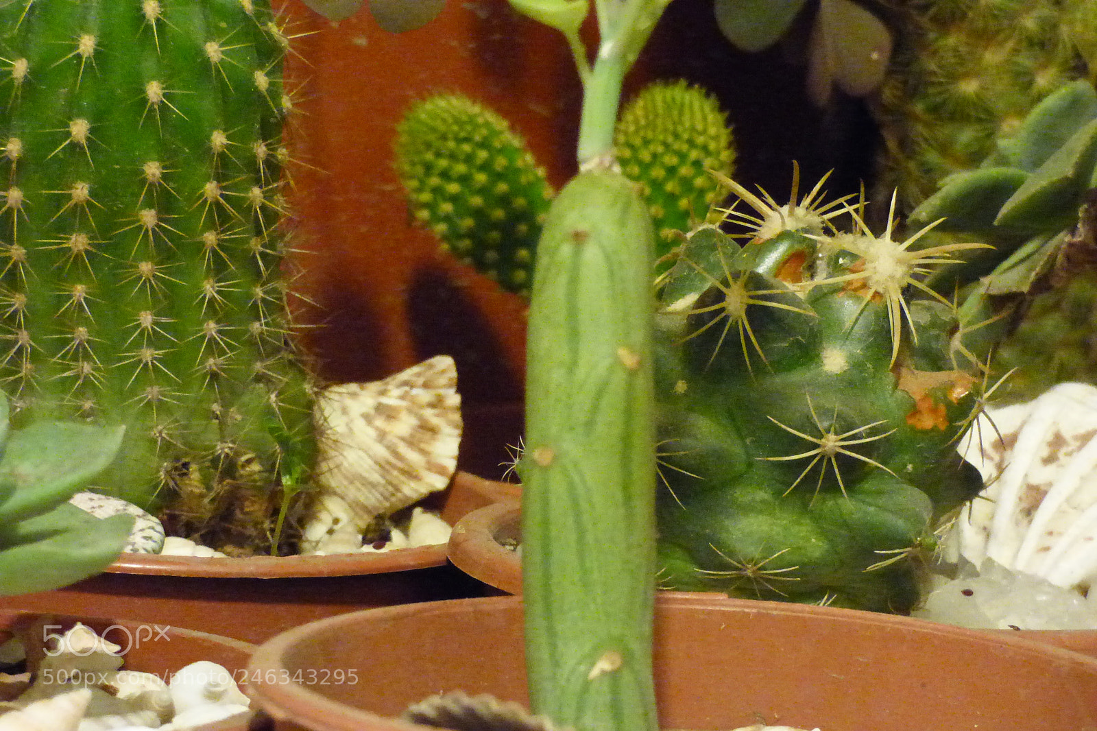 Panasonic Lumix DMC-FZ70 sample photo. P photography