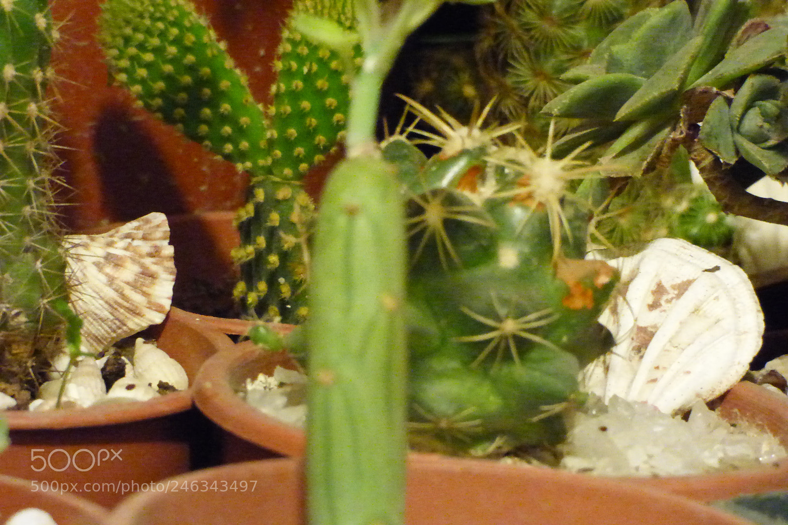 Panasonic Lumix DMC-FZ70 sample photo. P photography