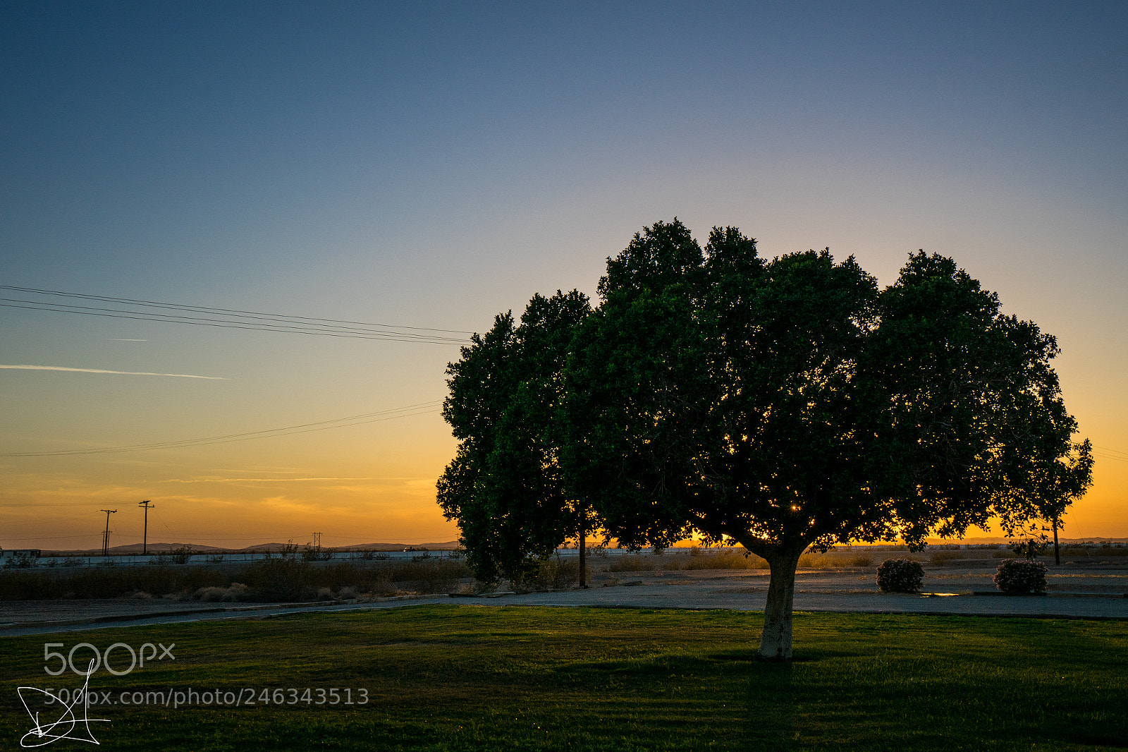 Sony a7 II sample photo. Tree of life photography