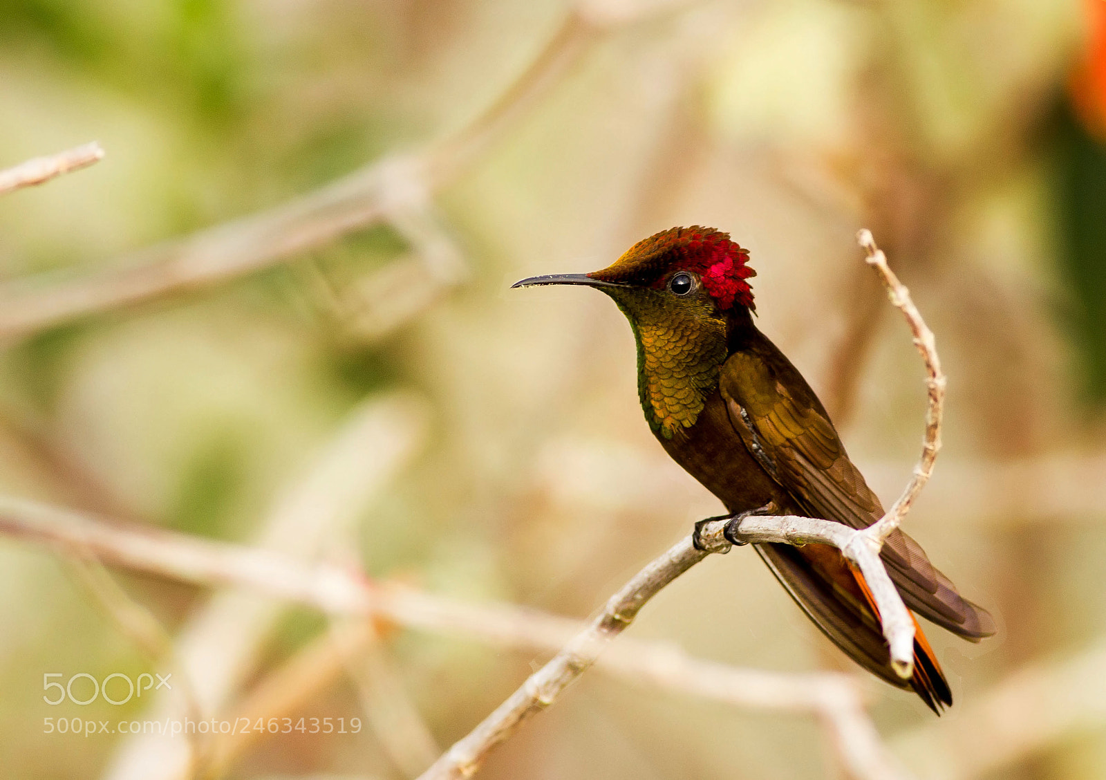 Canon EOS 550D (EOS Rebel T2i / EOS Kiss X4) sample photo. Hummingbird photography
