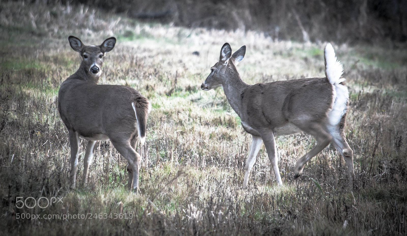 Nikon D90 sample photo. Slightly evasive photography