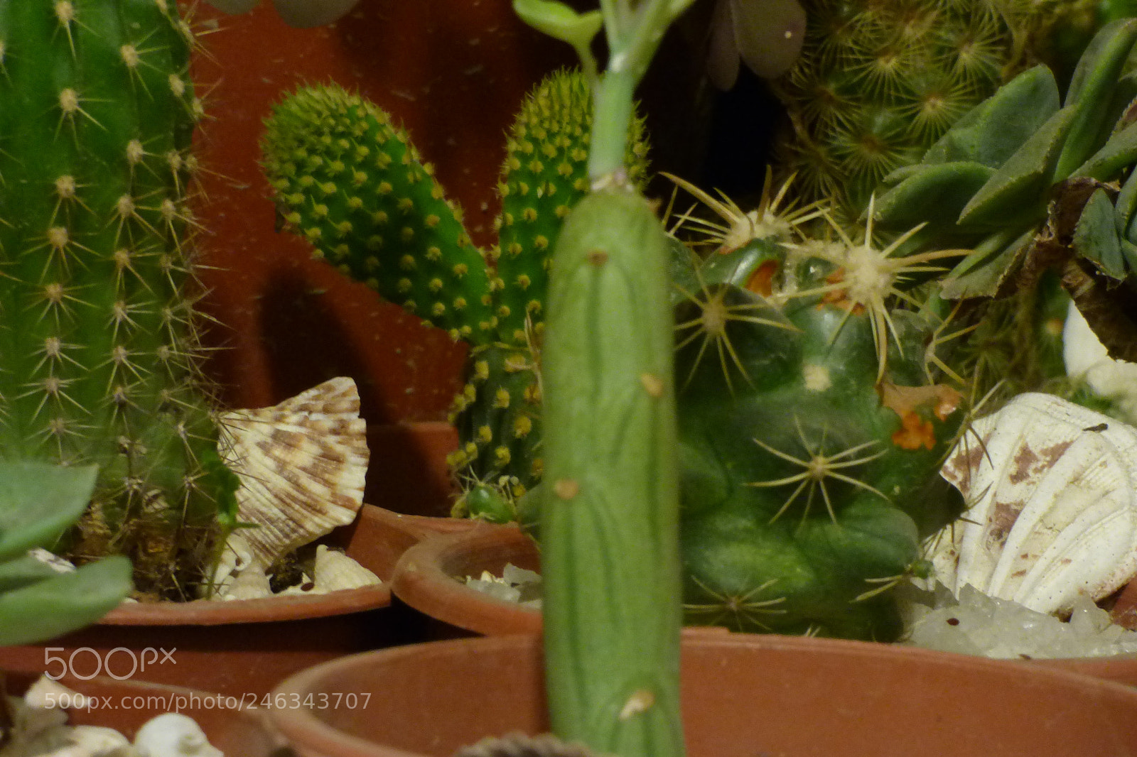 Panasonic Lumix DMC-FZ70 sample photo. P photography