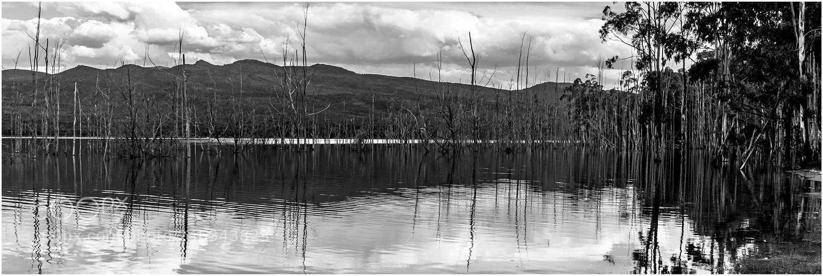 Nikon D7200 sample photo. Black & white reflections photography