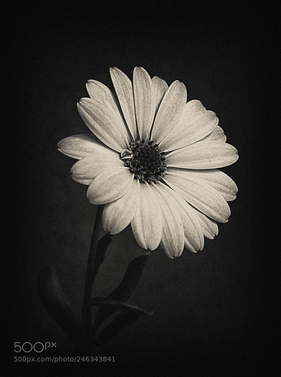 Nikon D40 sample photo. Flower photography