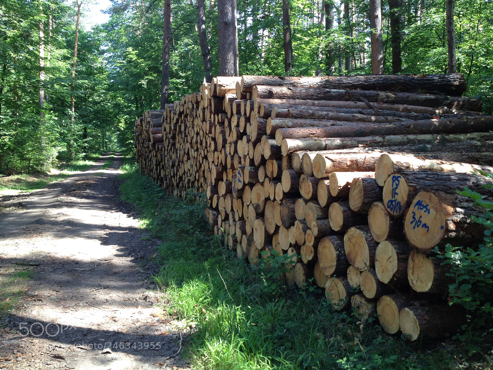 Apple iPhone 4S sample photo. Frisches holz photography