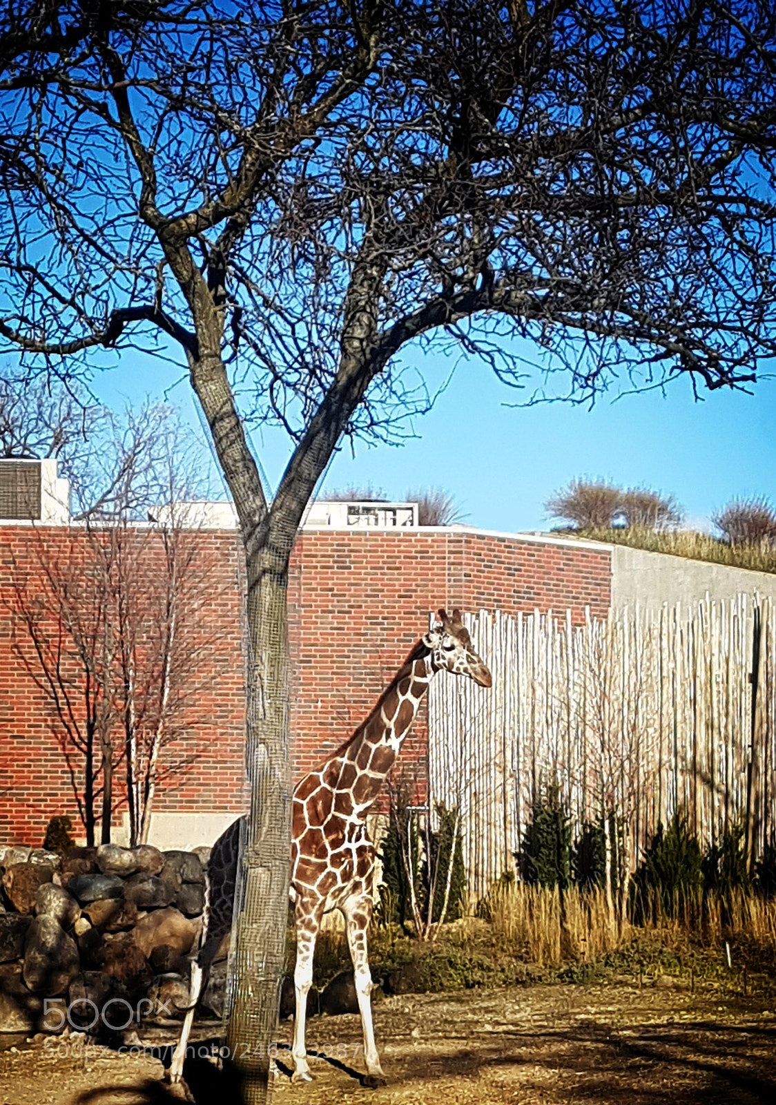 Samsung Galaxy S7 sample photo. Giraffe photography
