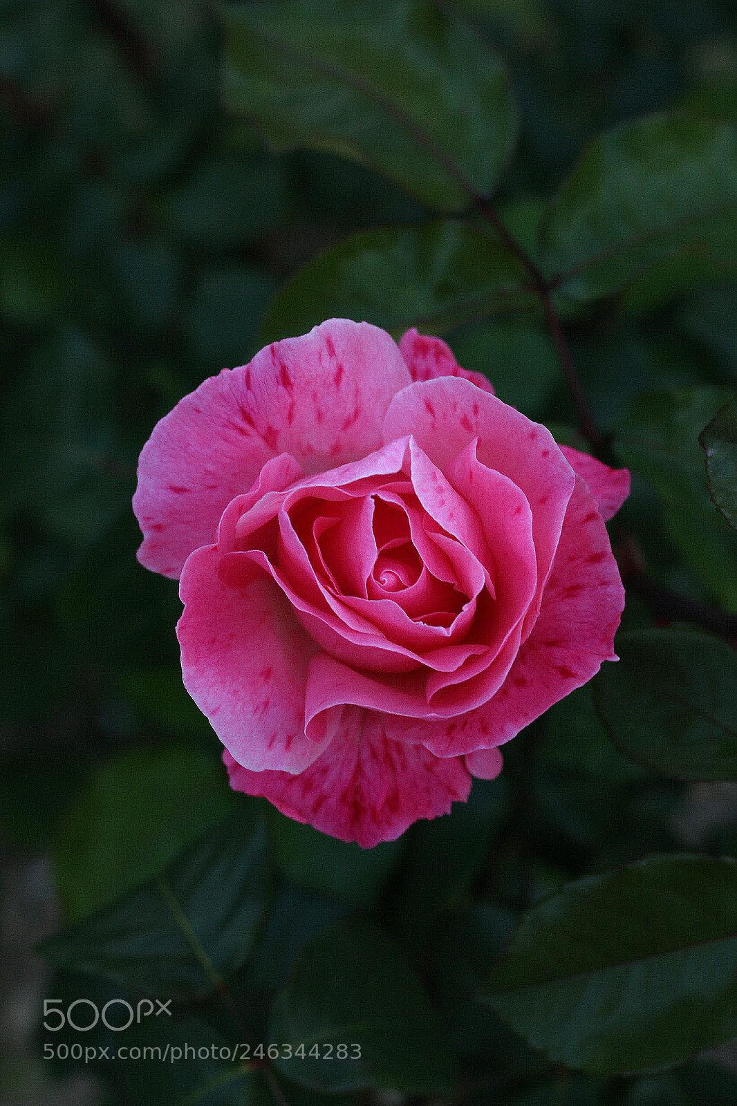 Canon EOS 700D (EOS Rebel T5i / EOS Kiss X7i) sample photo. Una rosa. photography
