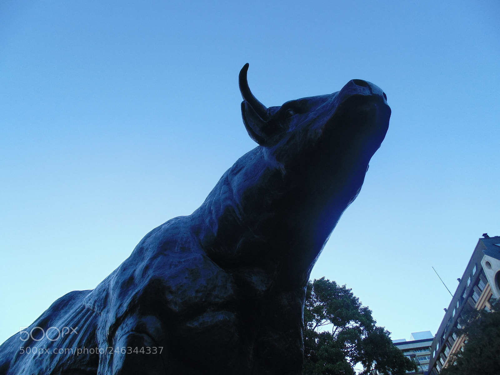 Sony Cyber-shot DSC-H200 sample photo. The majestic bull photography