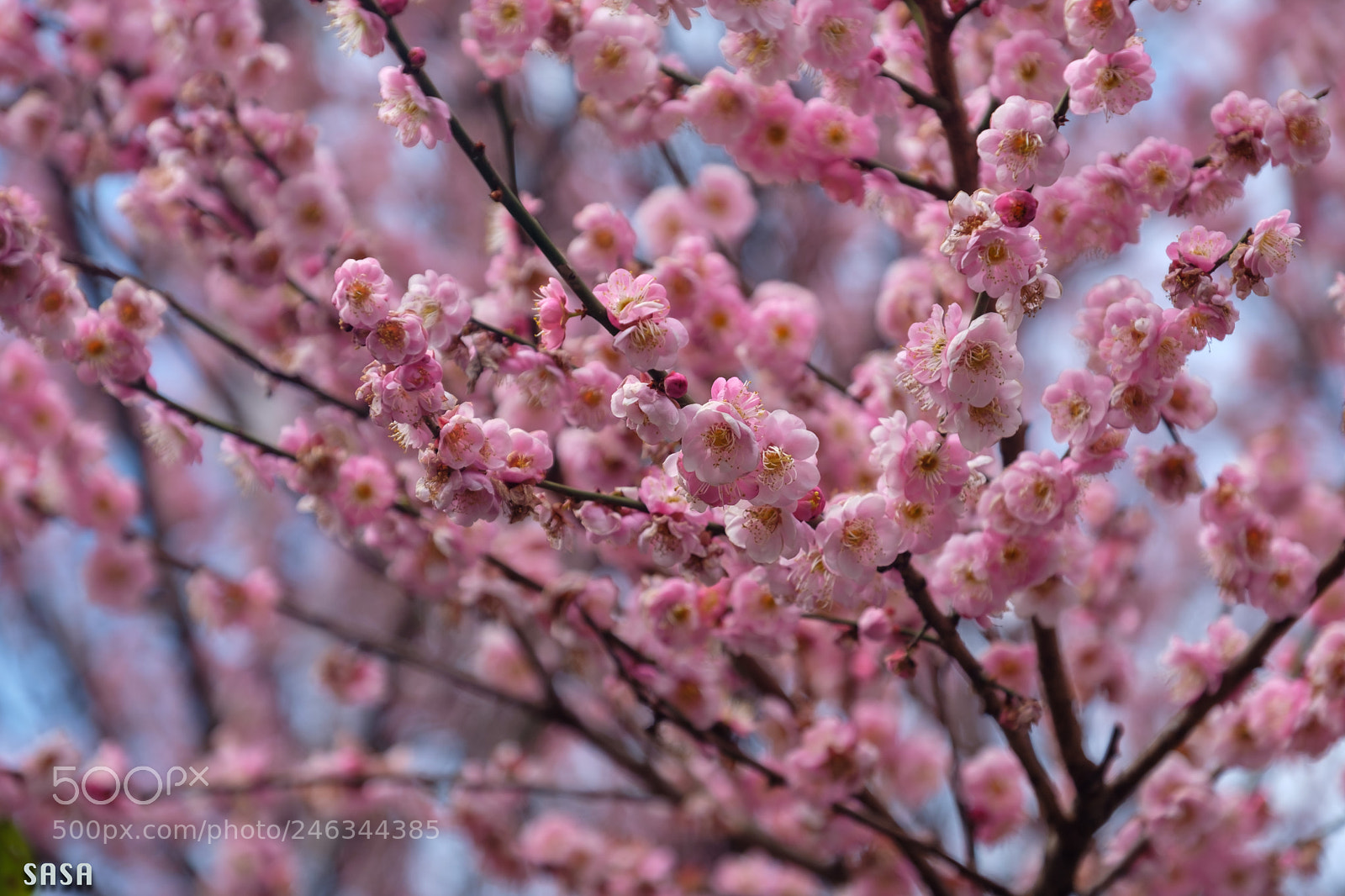 Fujifilm X-Pro2 sample photo. Spring is coming photography