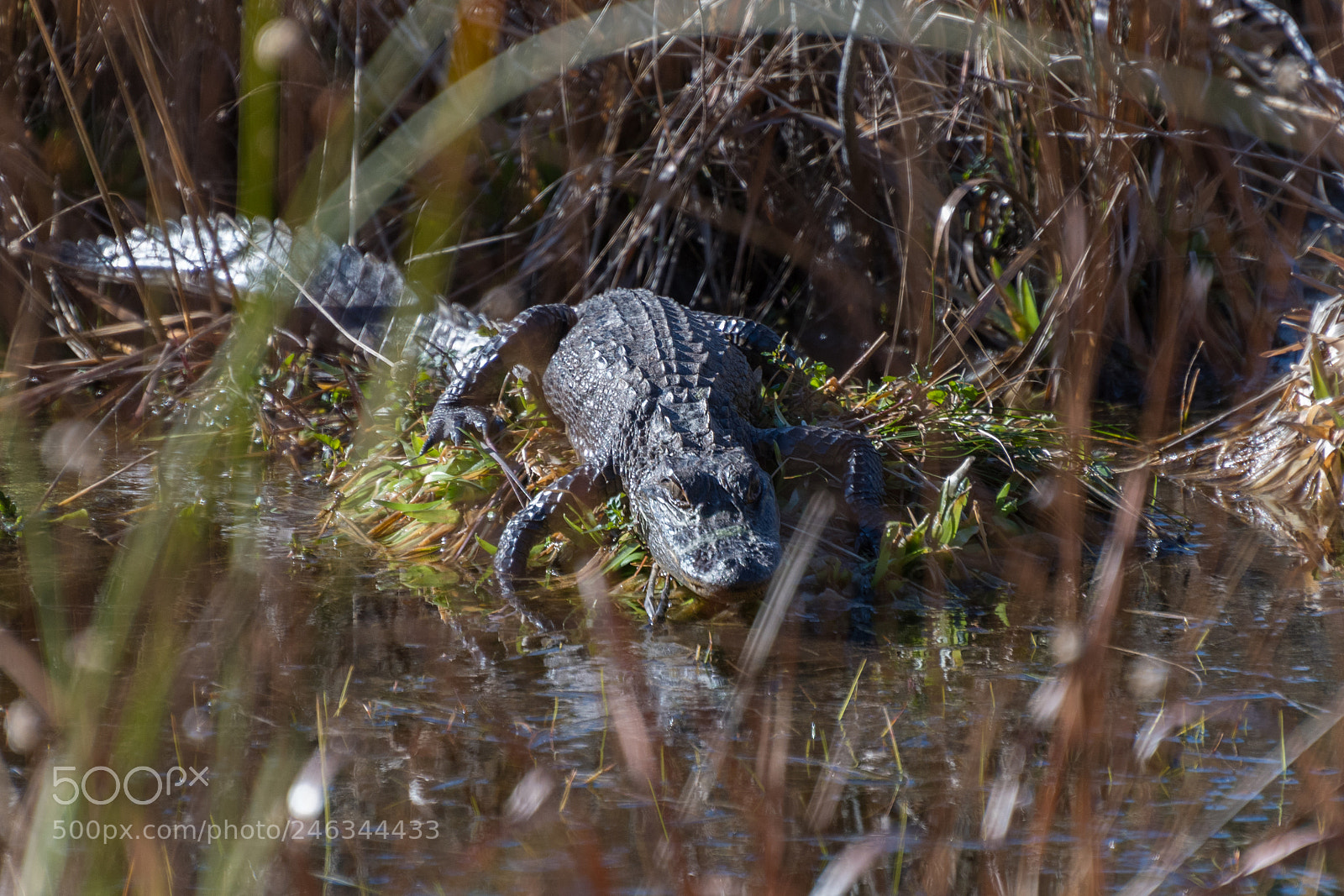 Nikon D500 sample photo. Gator photography
