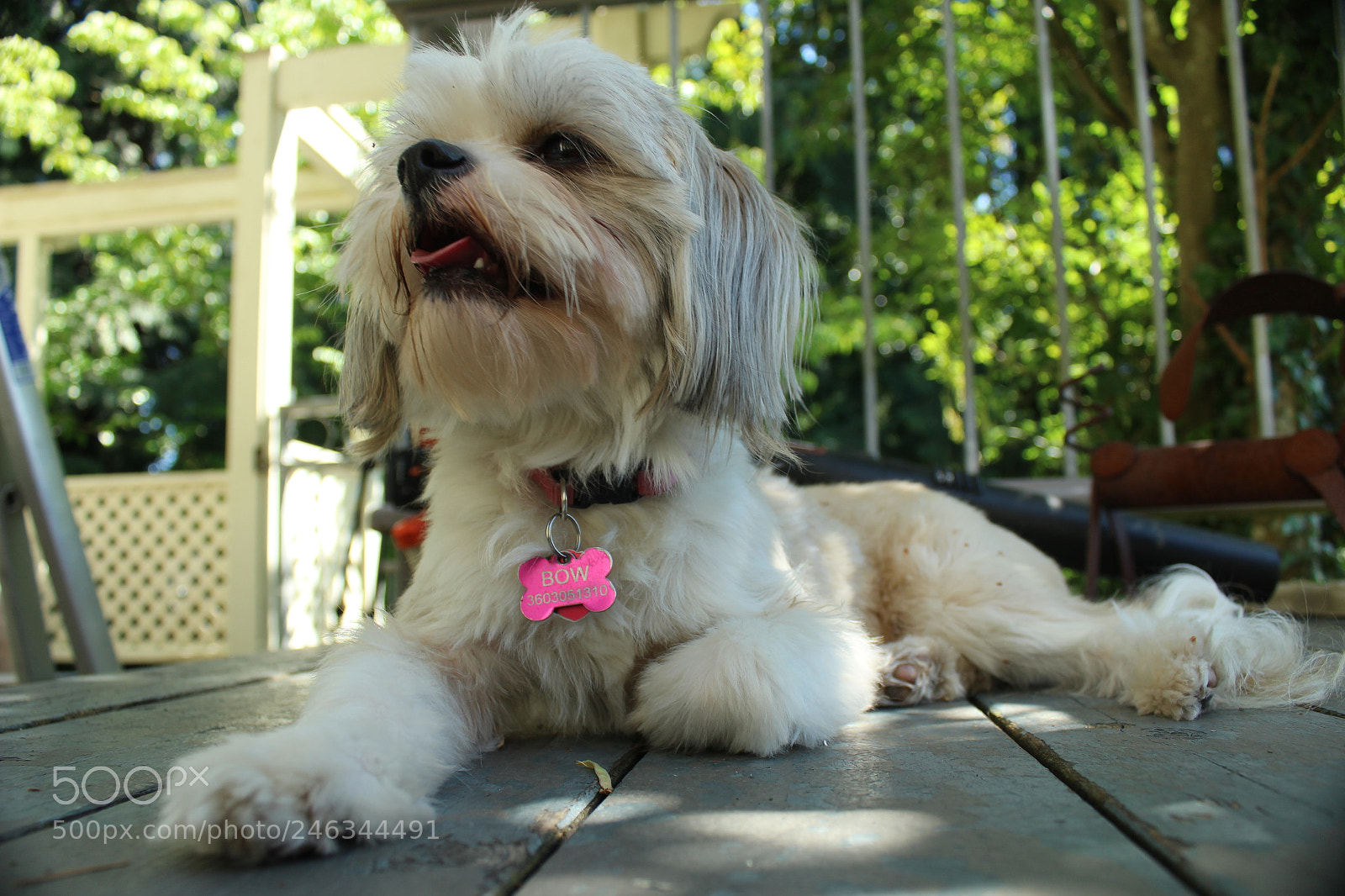 Canon EOS 1200D (EOS Rebel T5 / EOS Kiss X70 / EOS Hi) sample photo. In the sun photography