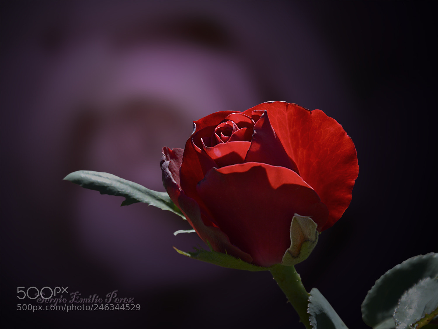 Nikon D5200 sample photo. Something to live for... photography