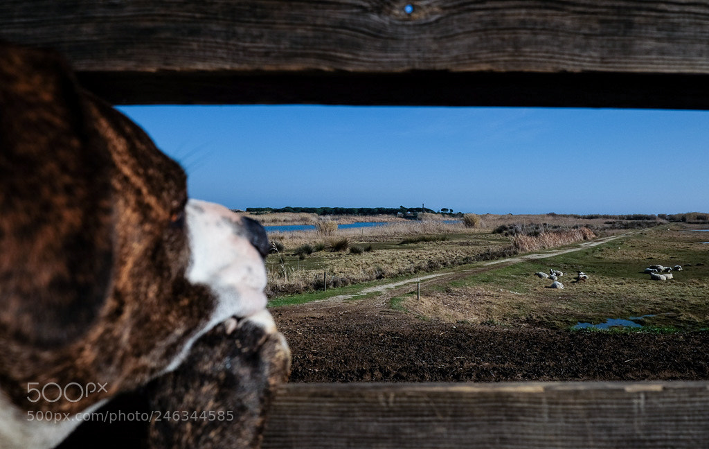 Fujifilm X-T10 sample photo. Untitled photography