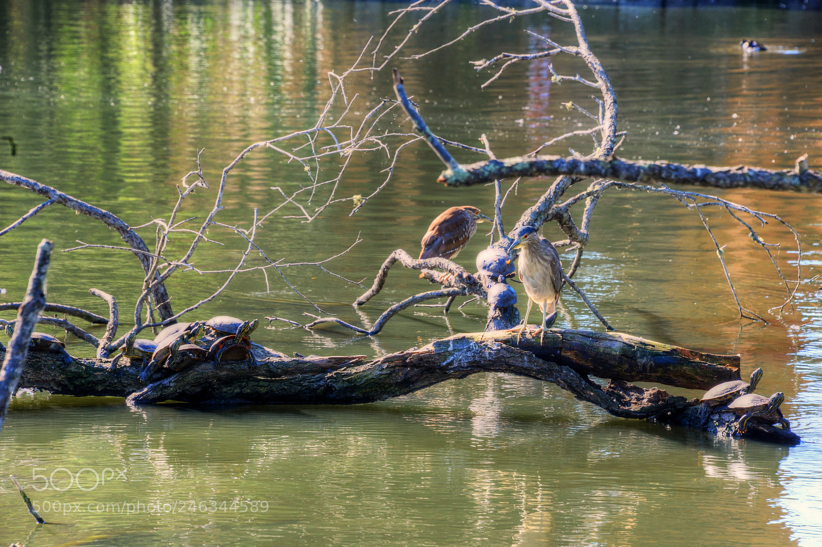 Nikon D800 sample photo. Relax photography