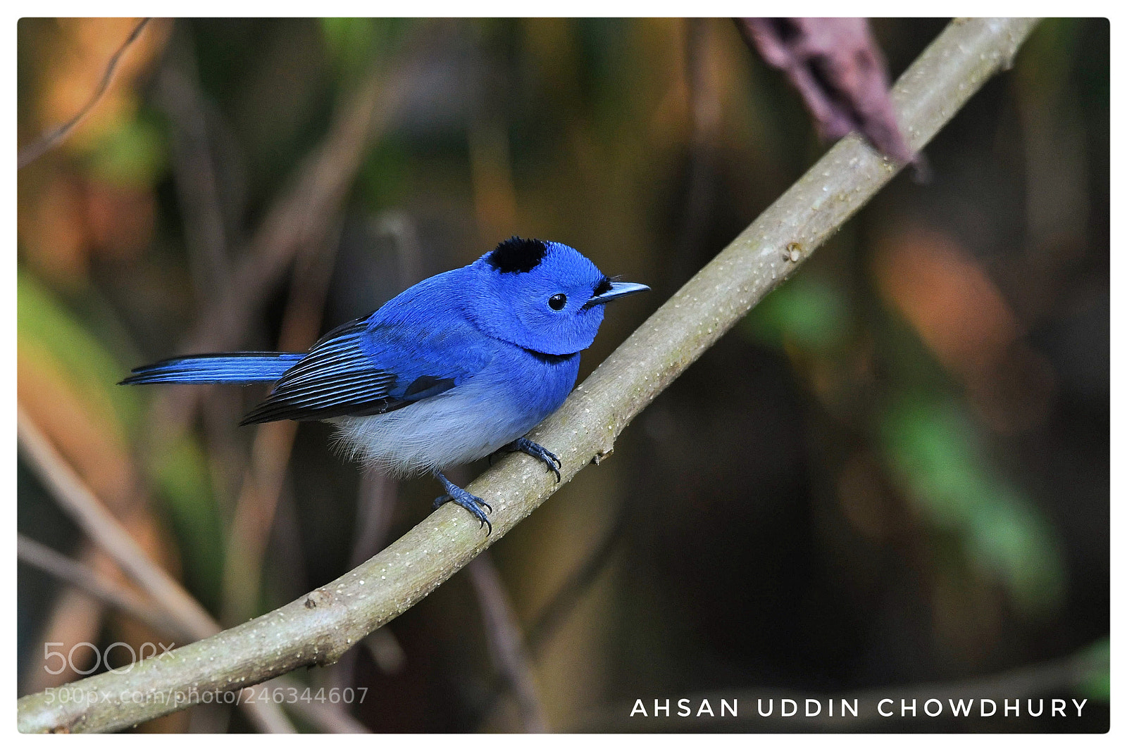 Nikon D500 sample photo. Black-naped monarch photography