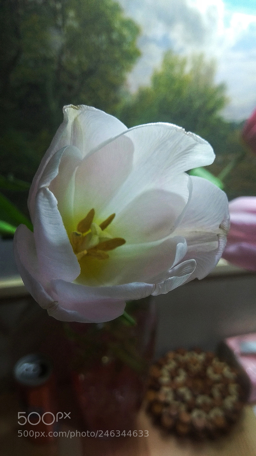 Xiaomi Redmi Note 4X sample photo. Untitled photography
