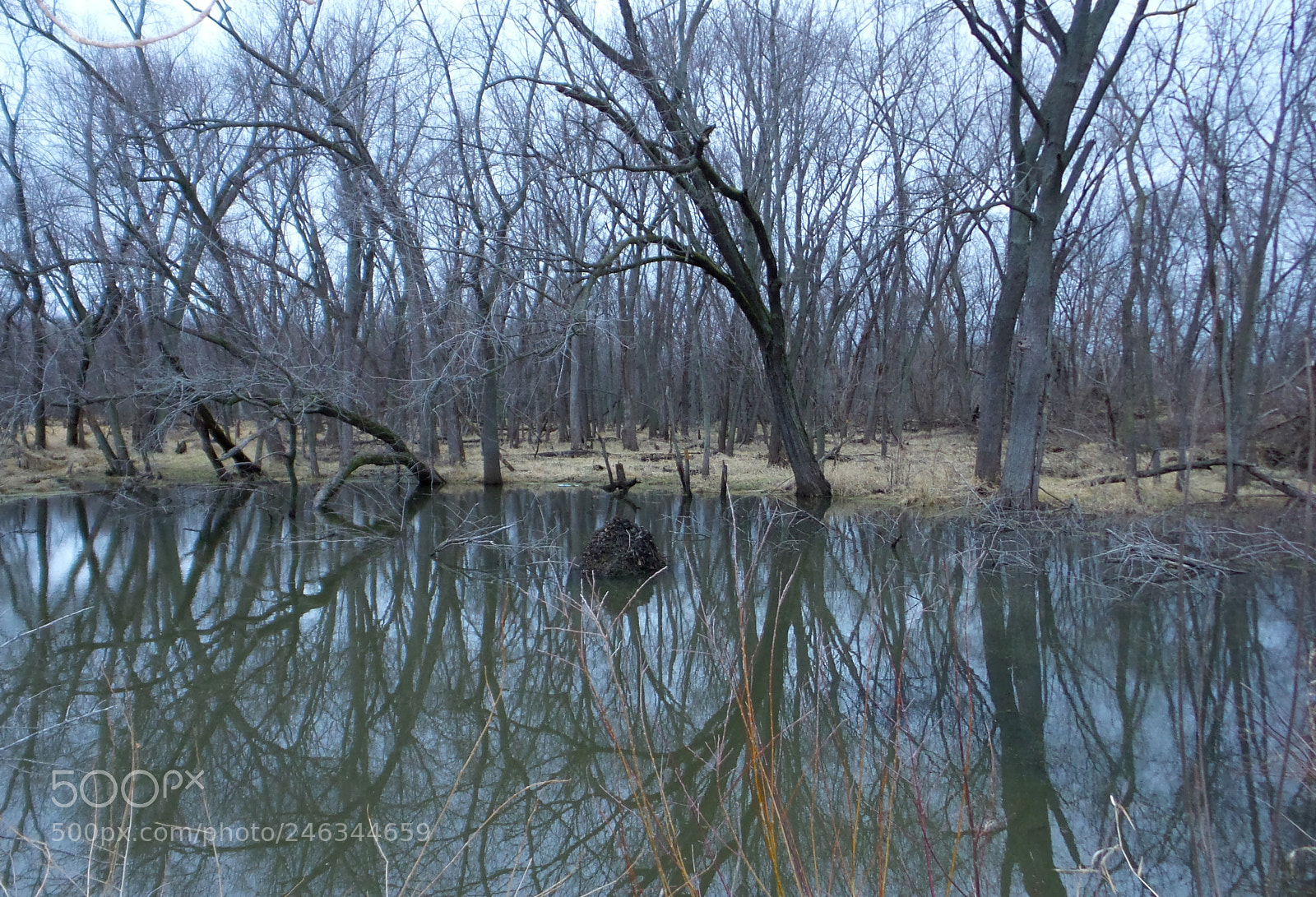 Samsung Galaxy Camera 2 sample photo. Midwest swamp photography