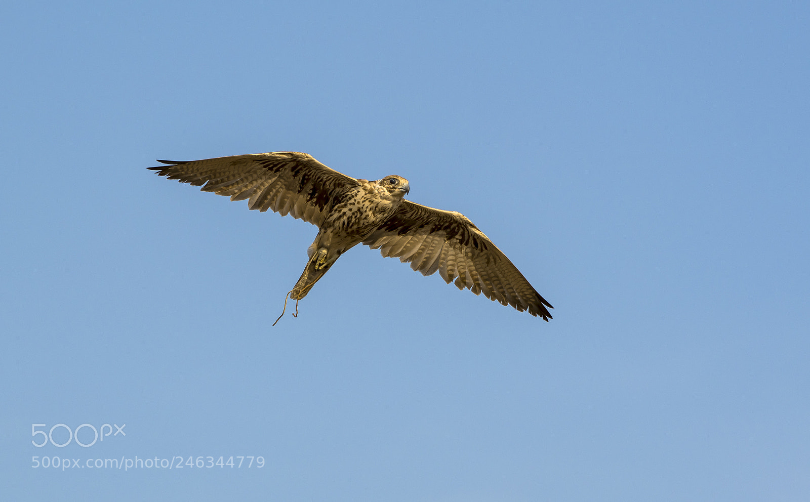 Nikon D850 sample photo. A goshawk is a photography