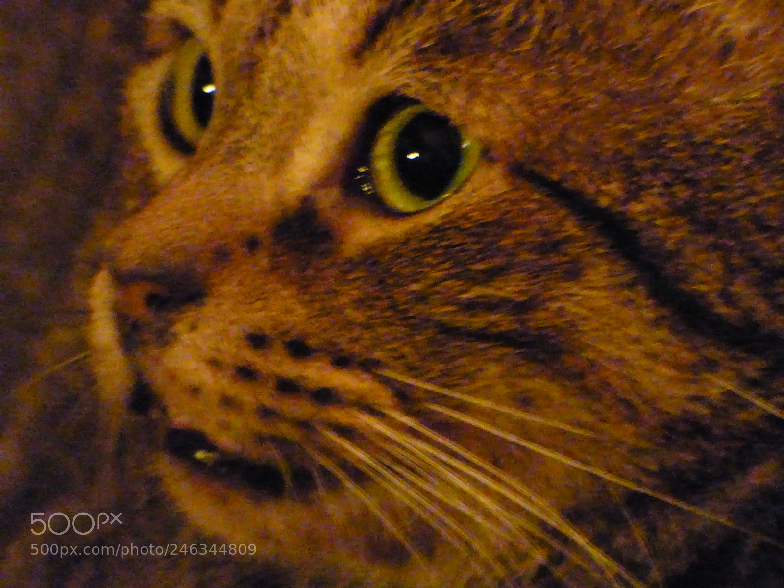 Panasonic Lumix DMC-FZ70 sample photo. P photography
