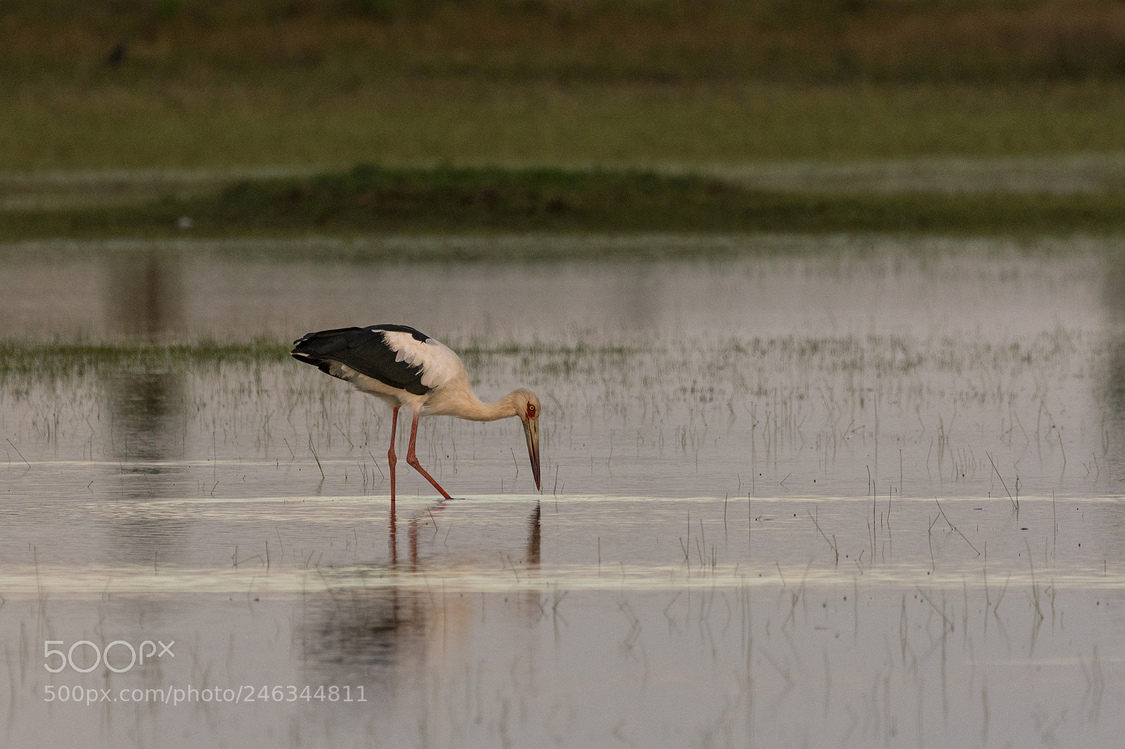 Nikon D7200 sample photo. Maguari stork maguari ciconia photography
