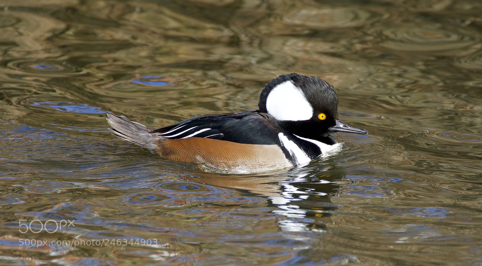Canon EOS 7D Mark II sample photo. Hooded merganser photography