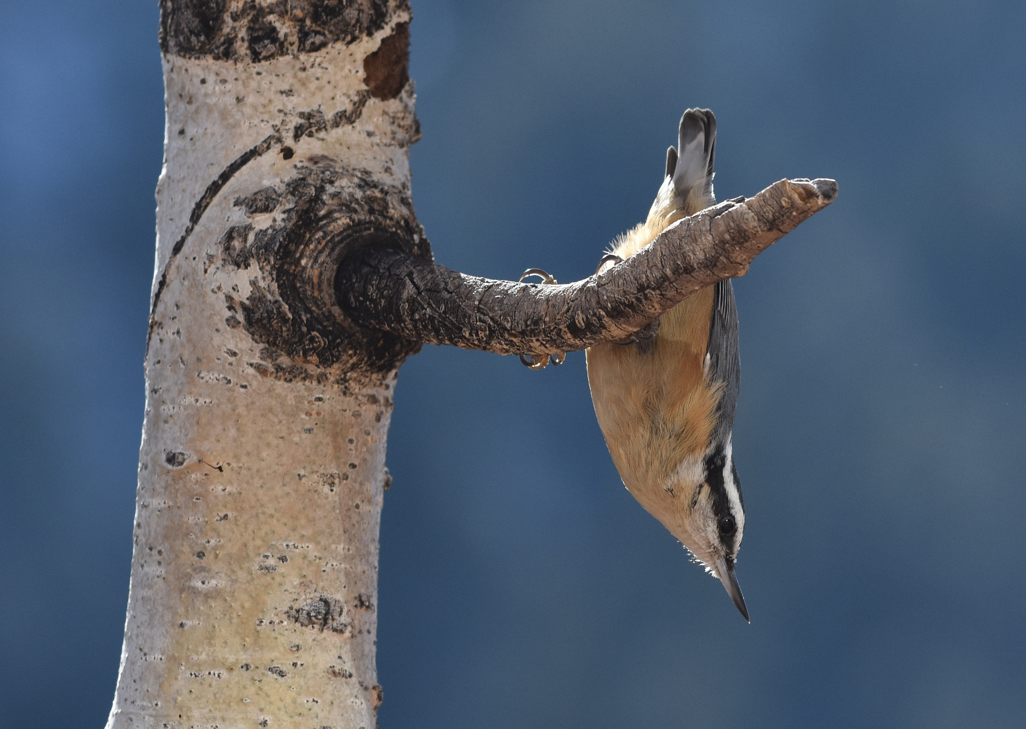 Nikon D7200 + Nikon AF-S Nikkor 70-200mm F4G ED VR sample photo. Redbreastednuthatch photography