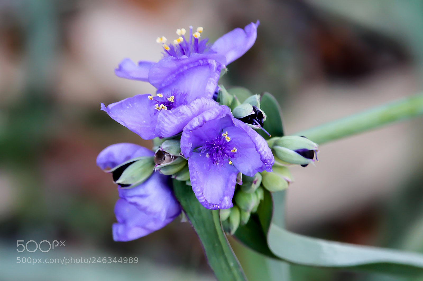 Canon EOS 1100D (EOS Rebel T3 / EOS Kiss X50) sample photo. Welcoming spring photography