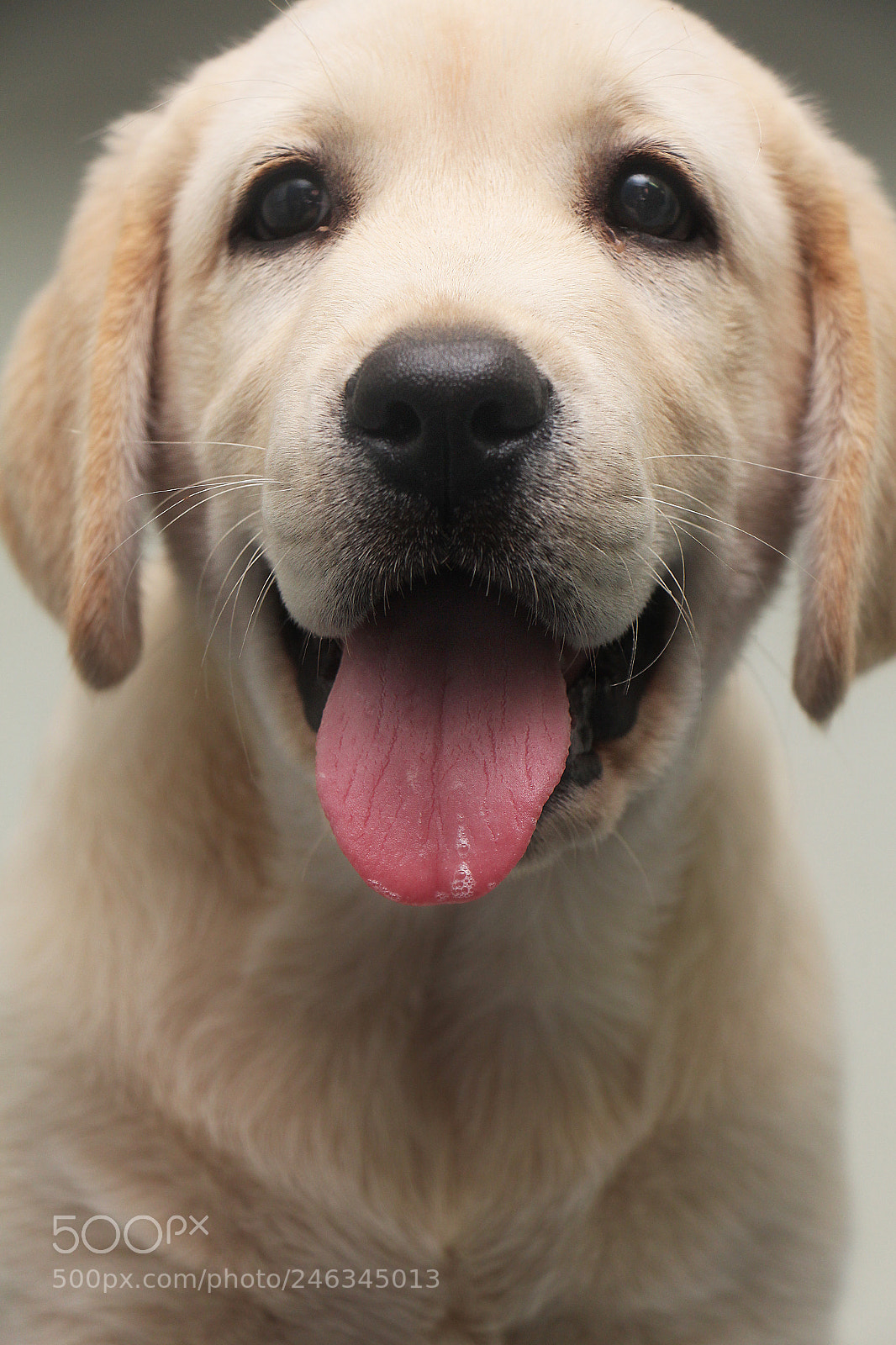 Canon EOS 650D (EOS Rebel T4i / EOS Kiss X6i) sample photo. Labrador puppy photography