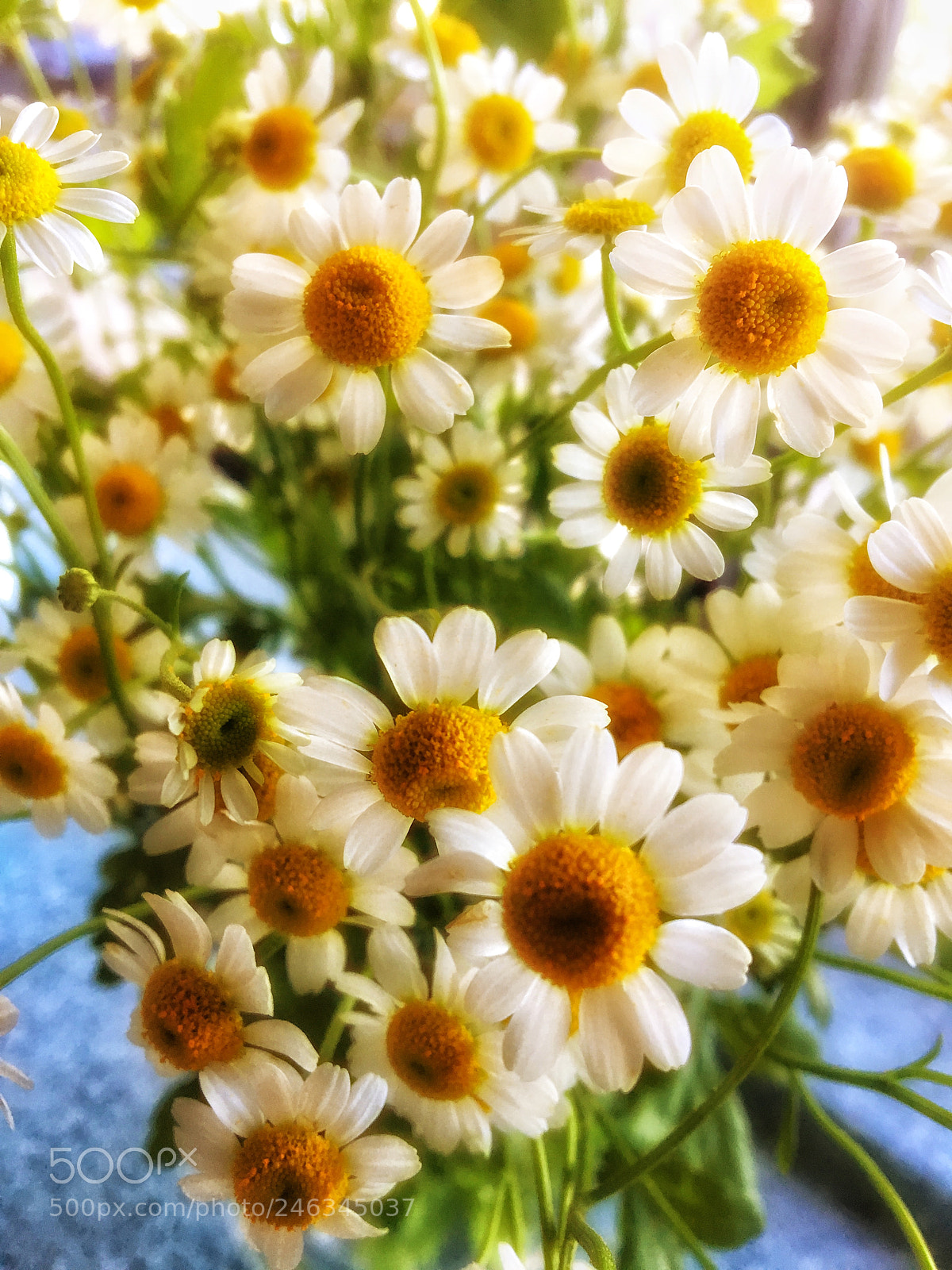 Apple iPhone 6s sample photo. Flower photography
