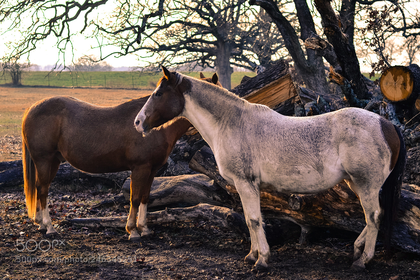 Nikon D3100 sample photo. Muddy horses photography