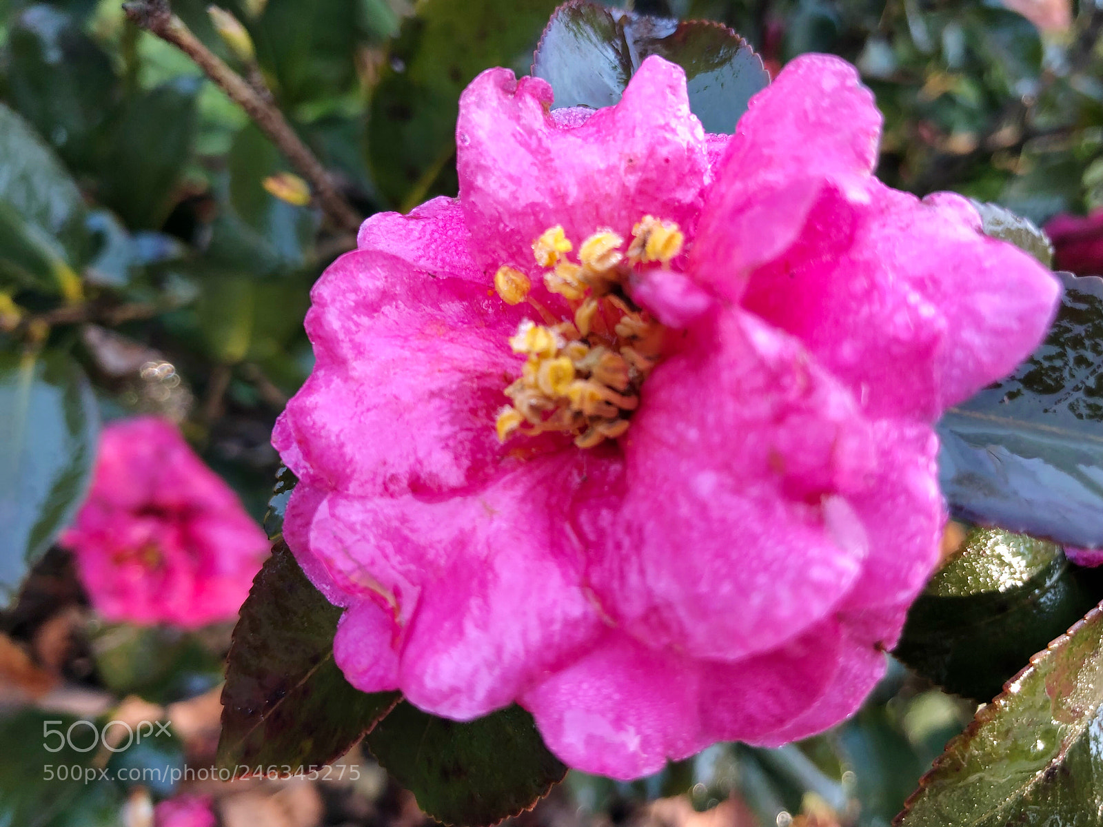 Apple iPhone X sample photo. Untitled photography
