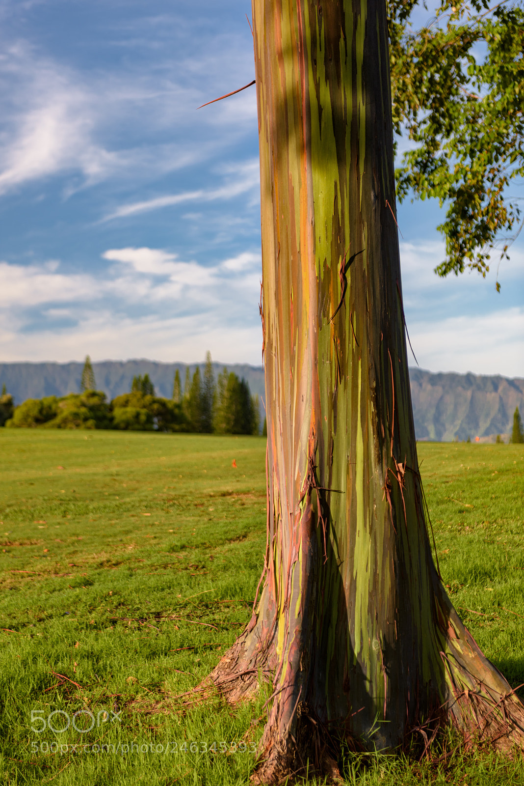 Nikon D810 sample photo. Rainbow euc landscape photography