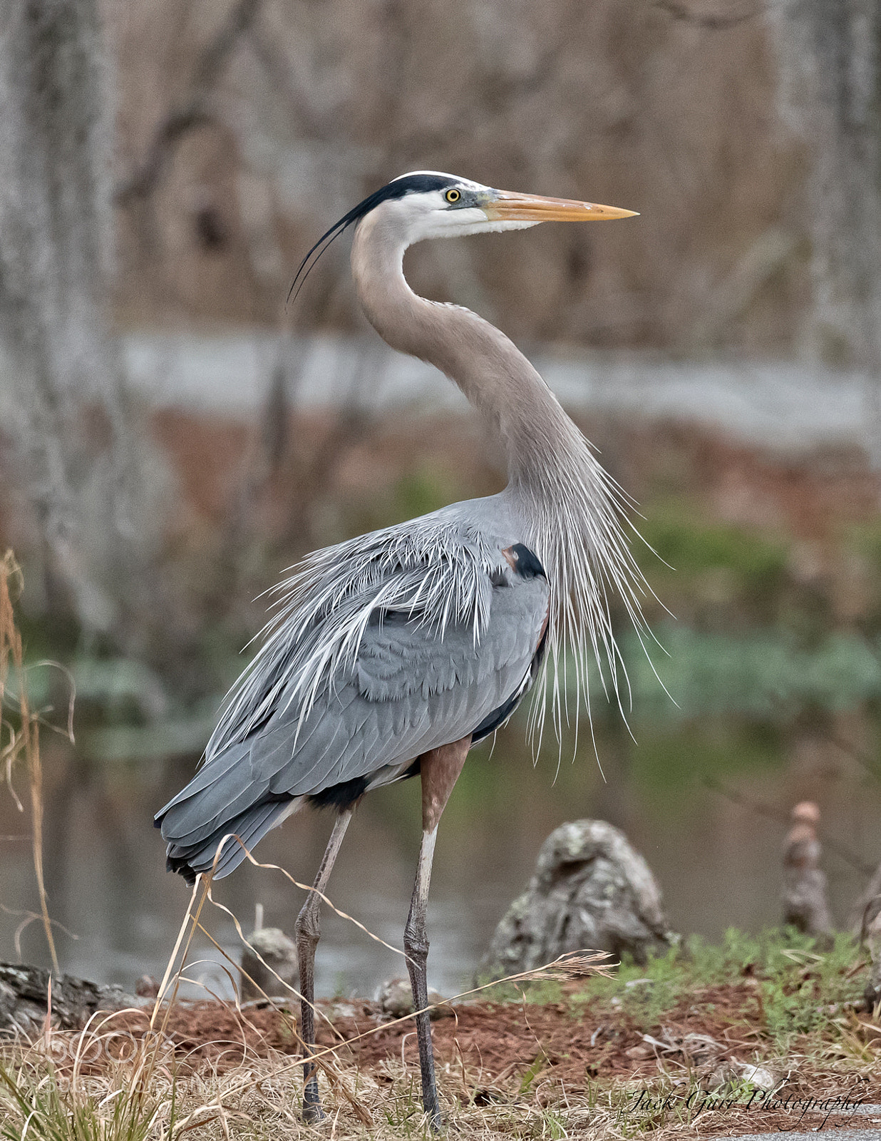 Canon EOS-1D X Mark II sample photo. Great blue heron adult photography