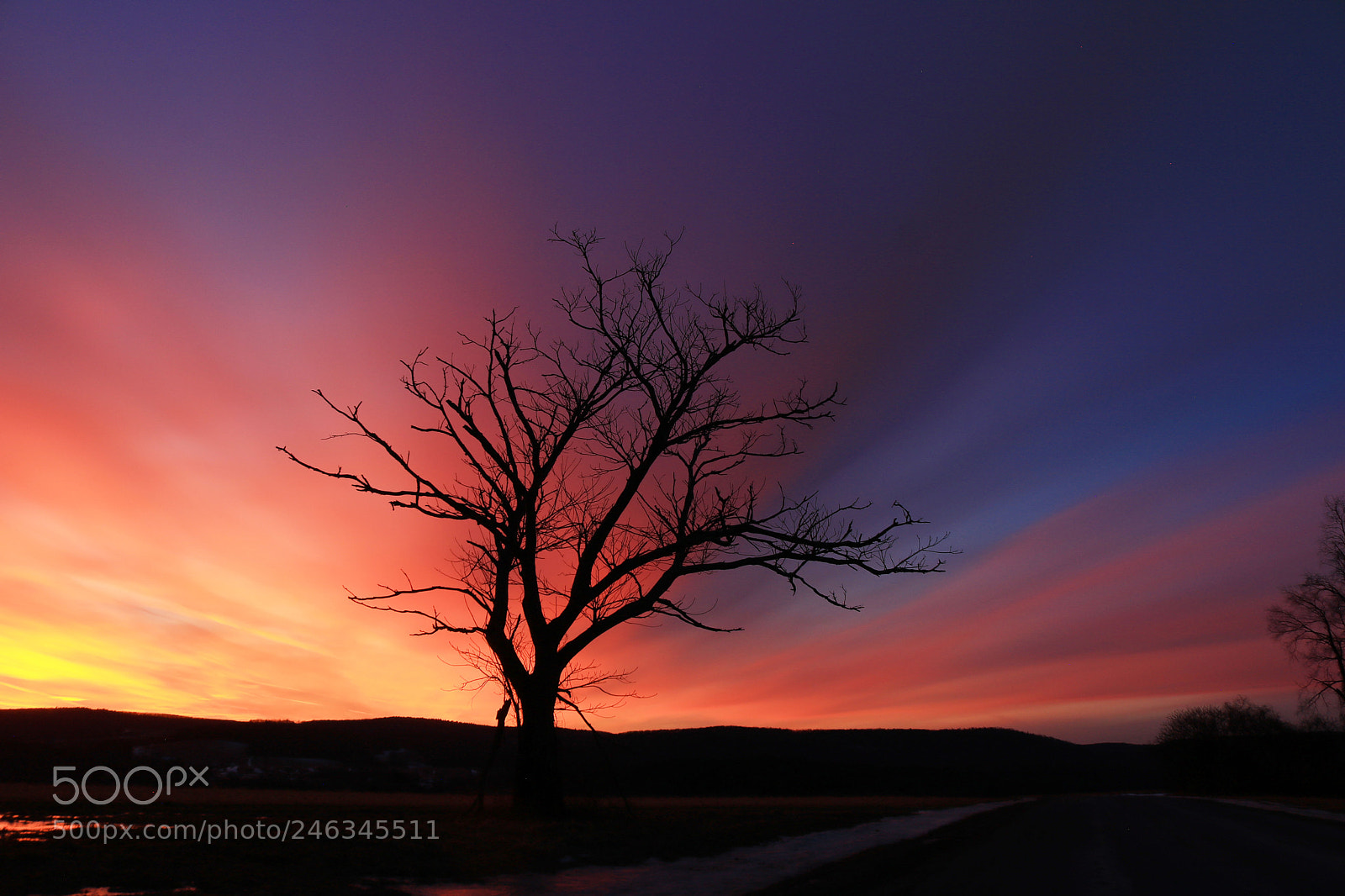 Canon EOS 750D (EOS Rebel T6i / EOS Kiss X8i) sample photo. The lone tree photography