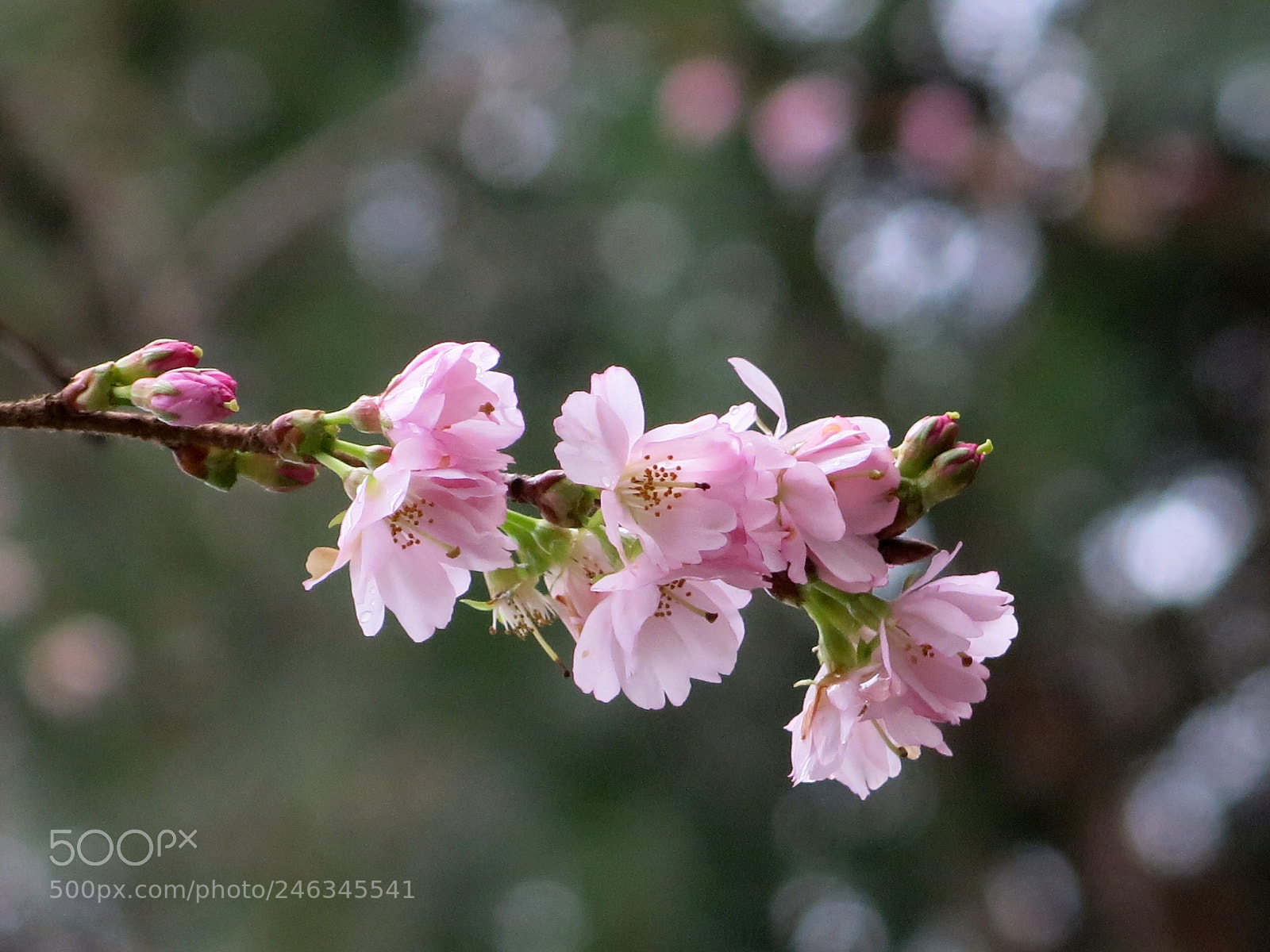 Canon PowerShot G15 sample photo. Img 5412-0.jpg pink flowers photography