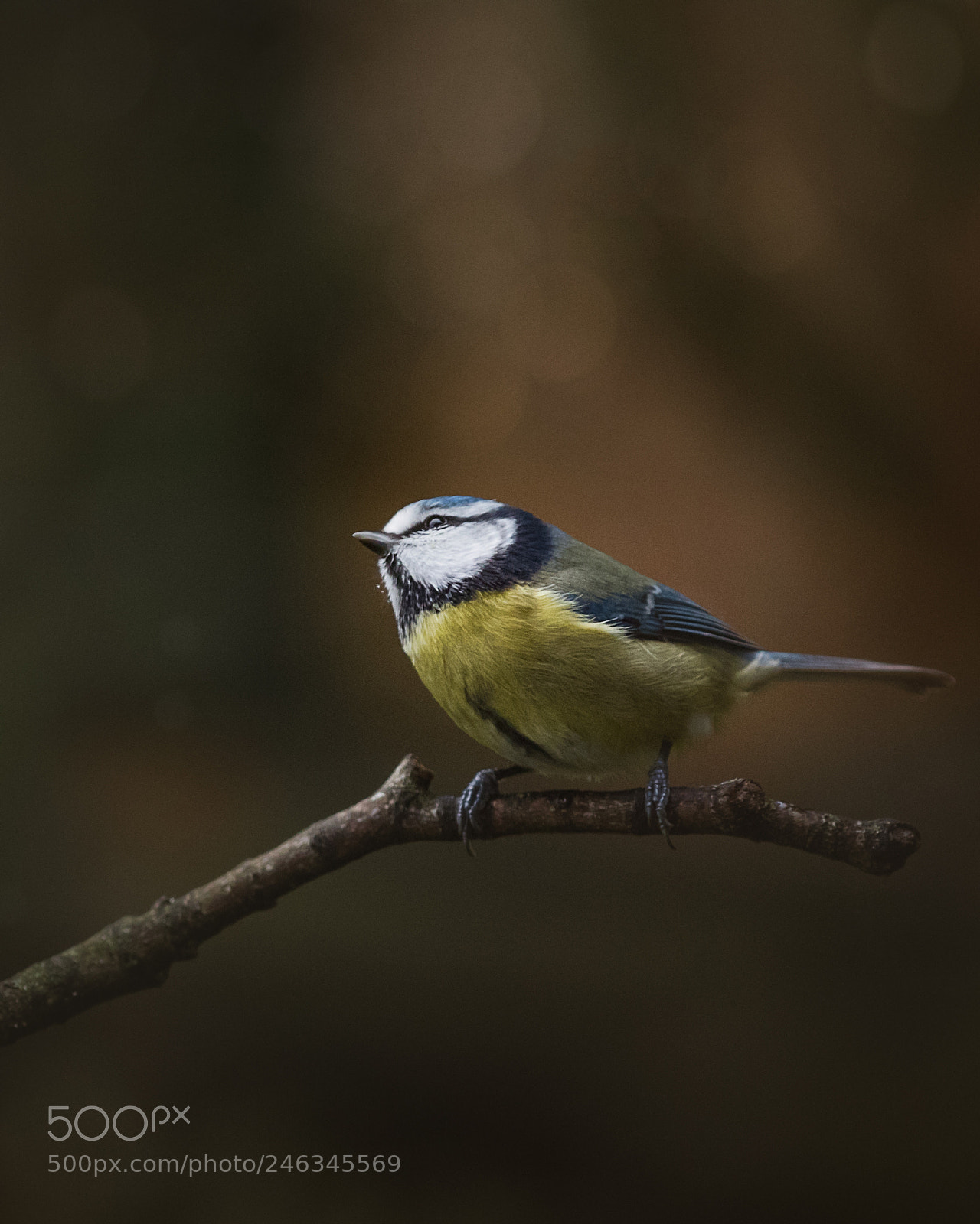 Canon EOS 7D Mark II sample photo. Blue tit photography