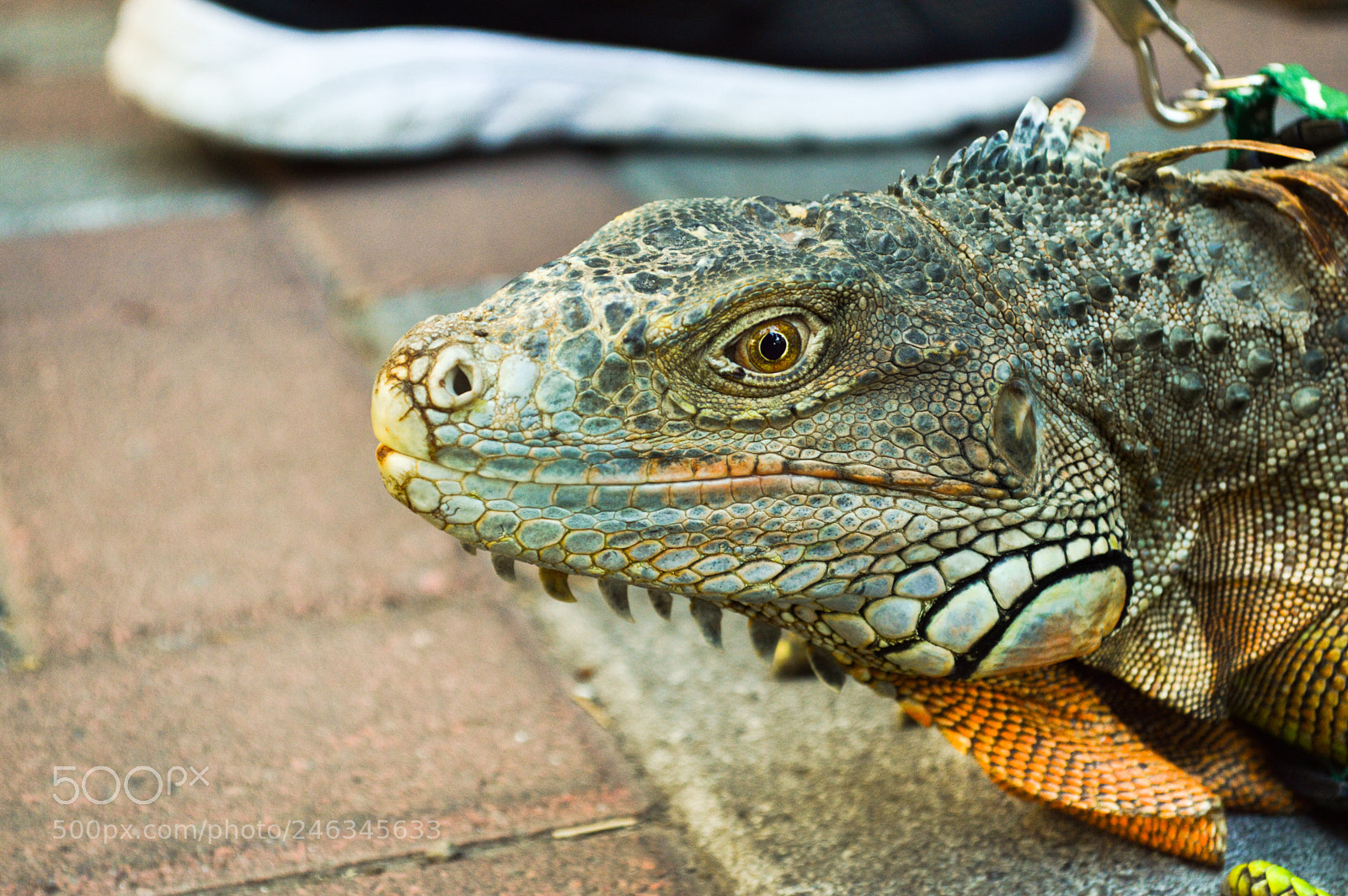 Nikon D3200 sample photo. Iguana photography